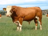 Бик, Simmental cattle — фото 2