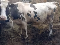 牛只（批次，未指定性别）, Russian Black pied cattle — 照片 4