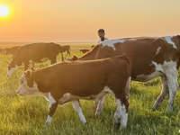Qoramol (partiya, jinsi ko‘rsatilmagan), Simmental cattle — 3-rasm