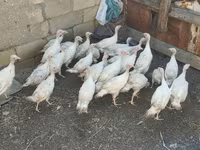 Turkeys — الصورة 6