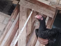 Chickens — الصورة 1