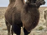 Camellos (lote, sexo no especificado), Kazakh Bactrian camel — foto 2