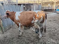 母牛, Simmental cattle — 照片 3