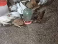 Chickens — फ़ोटो 2