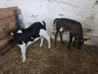 Cow, Cattle — photo 2