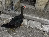 Ducks — 1-сурет