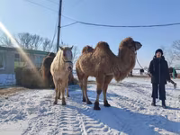 Hengst, Horse breed — Foto 5