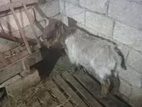 Cabra, Cabras — foto 3