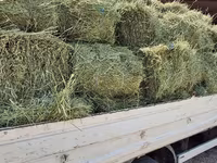 Balot de lucernă — Foto 2