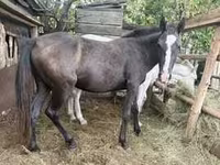 Caballo, Horse breed — foto 3