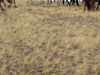 Horses (batch, sex not specified), Horses — photo 7