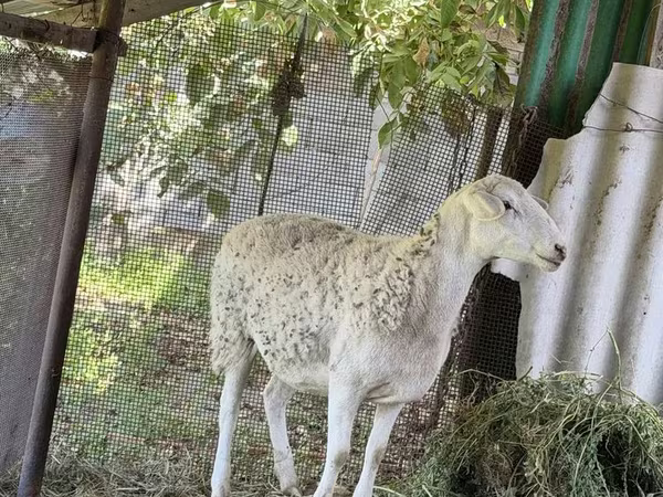 كبش, الأغنام