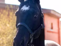 公马, Thoroughbred horse — 照片 2