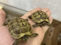 Quru tısbağa balaları - Növ: Quru tısbağa (Testudo tipli) - Ölçü — фото 2