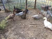 Ducks — फ़ोटो 5