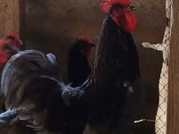 Australorp — foto 2