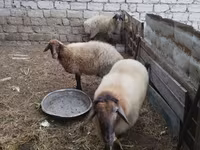 Widder, Blackheaded Persian sheep — Foto 8