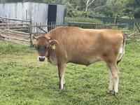 Sigir, Jersey zotasi — 4-rasm