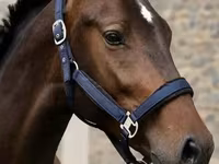 Айғыр, Karachay horse — 2-сурет