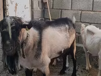 تيس, Alpine goat — الصورة 2