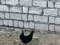 Chickens — Foto 2