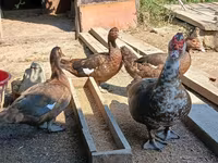 Ducks — Foto 3
