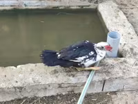 Ducks — फ़ोटो 2