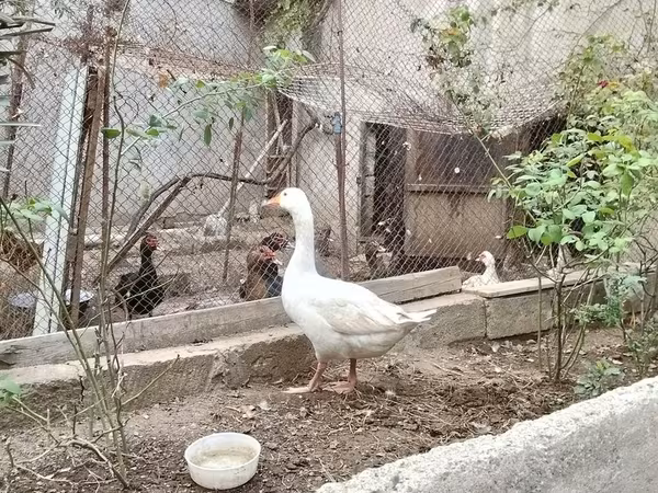 Geese