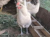 Chickens — 2-rasm