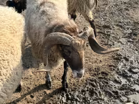 كبش, الأغنام — الصورة 3