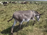 Yegua, Caballos — foto 5