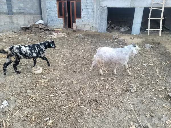 Keçilər (partiya, cinsi göstərilməyib), Keçilər