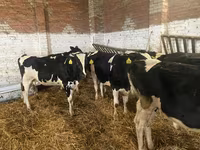 Vaca, Russian Black pied cattle — foto 6