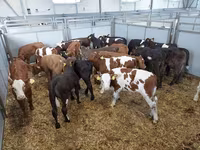 İnək, Russian Black pied cattle — foto 1