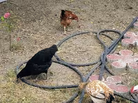 Chickens — foto 4