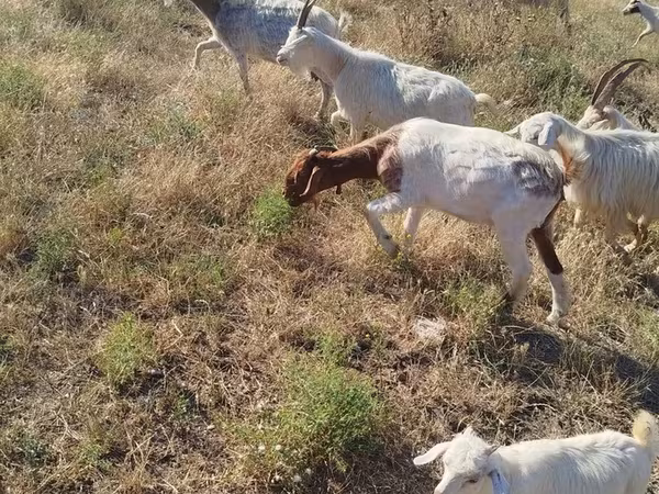 Echki, Echkilar
