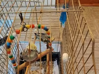 Nimfa (cockatiel) cütü və qəfəslə birlikdə komplekt. - 2 ədəd nimfa — Foto 1