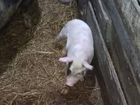 Schweine (Partie, Geschlecht nicht angegeben), Schweine — Foto 4