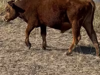 Toro, Vaca kazaja de cabeza blanca — foto 6