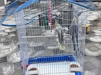 Nimfa (Cockatiel) cütlüyü və qəfəs dəsti - Növ: Nimfa tutuquşusu — photo 4