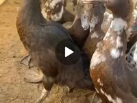 डोमेस्टिक मस्कोवी — फ़ोटो 1
