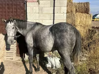 حصان, Orlov Trotter — الصورة 3