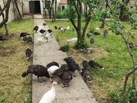Turkeys — 6-rasm