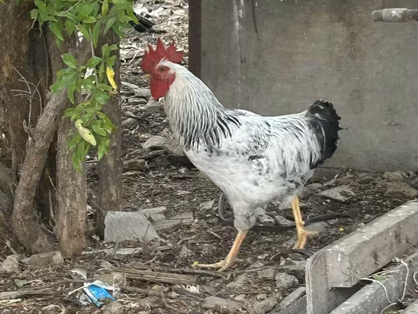 أدلر سيلفر