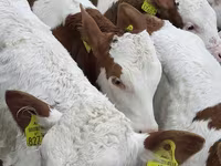 Rinder (Partie, Geschlecht nicht angegeben), Russian Black pied cattle — Foto 7