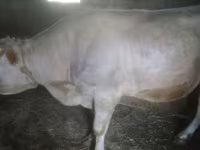 Toro, Ganado vacuno — foto 1