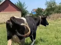 Sigir, Russian Black pied cattle — 7-rasm