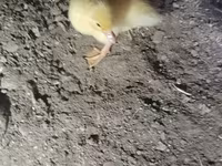 Ducks — फ़ोटो 4