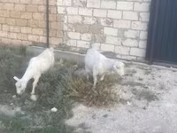 عنزة, الماعز — الصورة 3