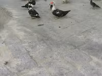 डोमेस्टिक मस्कोवी — फ़ोटो 3